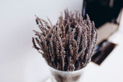 Close-up of dried plant on table