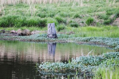 Scenic view of lake in grass