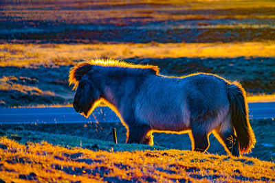 View of a dog on field