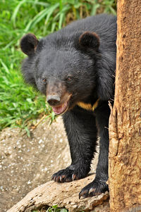 Asian black bears are close relatives to american black bears
