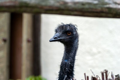 Close-up of a bird looking away