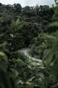 High angle view of plants