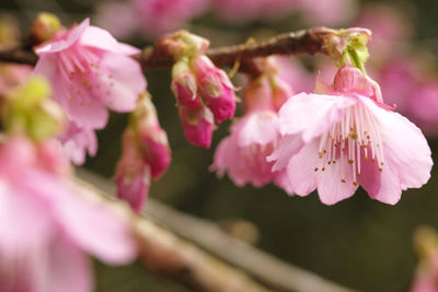 Close-up of pink flowers