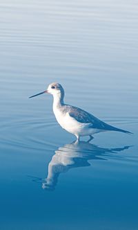 Bird in a lake