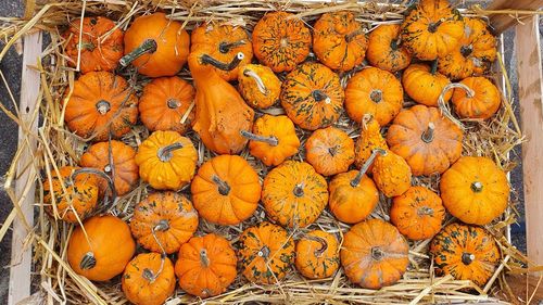 Directly above shot of pumpkins for sale at market stall