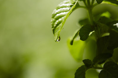 Close-up of wet plant