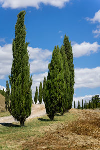 Trees on field against sky