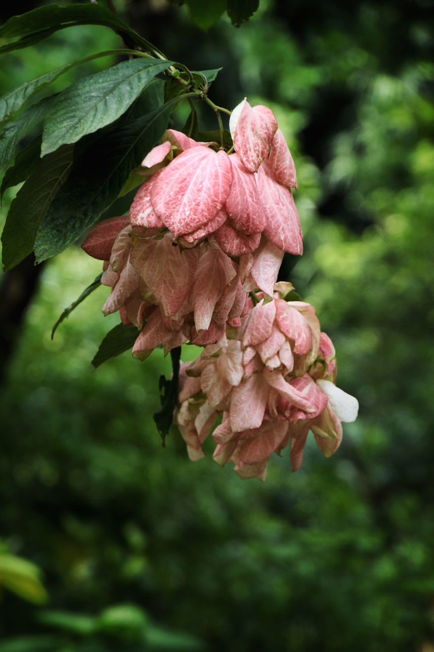 CLOSE-UP OF PINK ROSE FLOWER