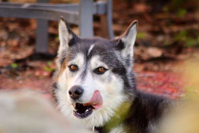 Close-up portrait of dog