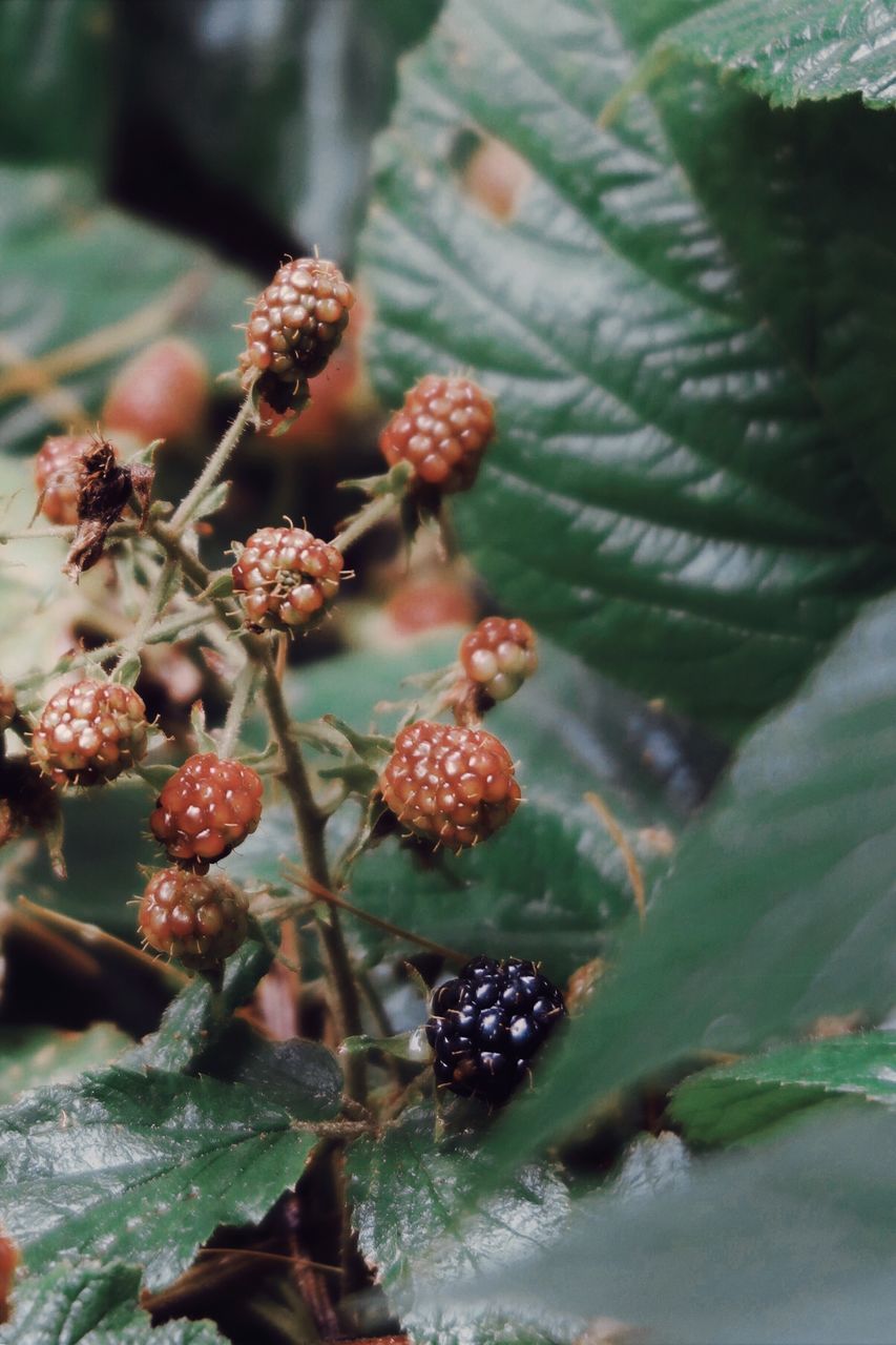 CLOSE-UP OF FRUITS GROWING ON PLANT