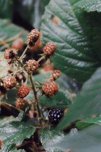 Close-up of berries growing on tree