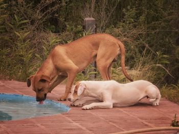 Two dogs in a swimming pool