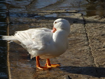 Close-up of duck in lake