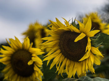 Close-up of yellow flowering plant against sky