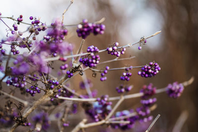 Close-up of purple flowering plant