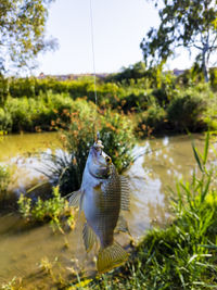 View of fish hanging from fishing net