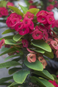 Close-up of pink flowers