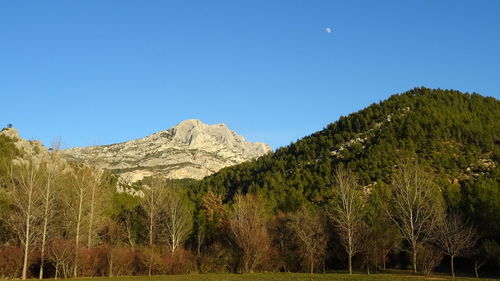 Low angle view of trees against clear blue sky