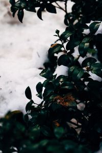 Close-up of snow on plant