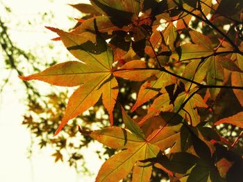 Close-up of maple leaves on tree