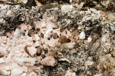 High angle view of shells on rock