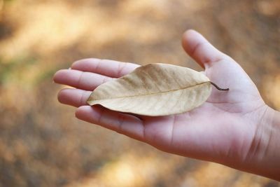 Close-up of human hand holding a leaf