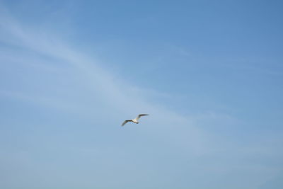 Low angle view of seagull flying in sky