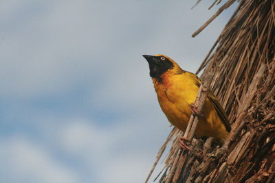 Low angle view of bird perching on tree