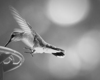 Side view of hummingbird