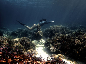 Low angle view of coral swimming in sea