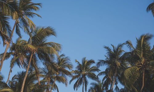 palm tree