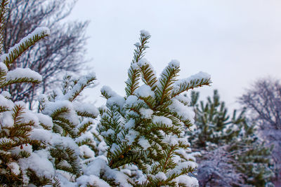 Green branches and leaves of taxus baccata yew covered with snow in winter season.