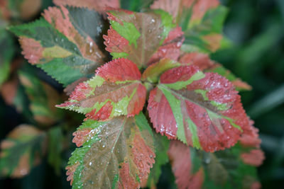 Close-up of raindrops on leaf