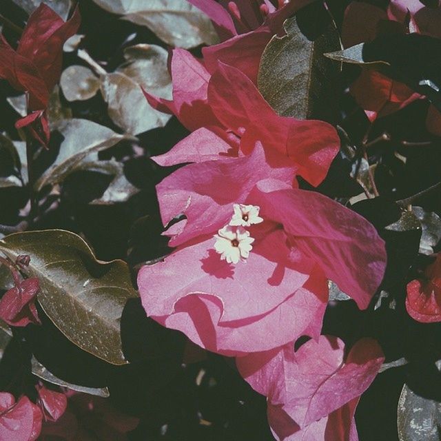 flower, leaf, petal, pink color, fragility, beauty in nature, growth, nature, close-up, freshness, plant, red, season, outdoors, day, focus on foreground, flower head, blooming, no people, high angle view