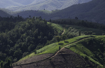 Rice terrace in northern thailand