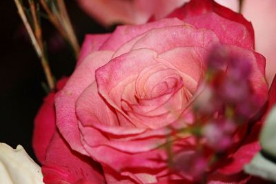 Close-up of pink flower