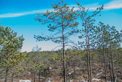 Trees in forest against blue sky