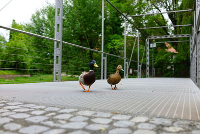 Two birds perching on footpath