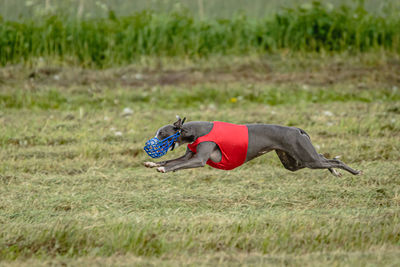 Whippet dog in red shirt running and chasing lure in the field on coursing competition