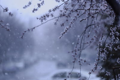 Close-up of snow on branch against sky