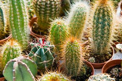 Close-up of cactus growing on field