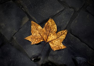 High angle view of maple leaf on leaves