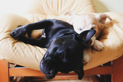 Dog sleeping in a home