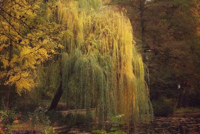 Trees growing in forest during autumn