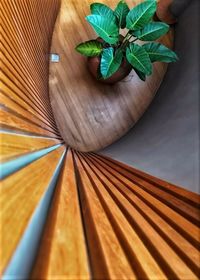 High angle view of potted plant on table