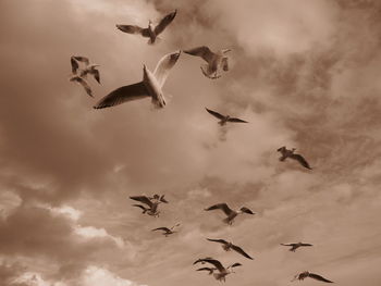 Low angle view of birds flying against sky