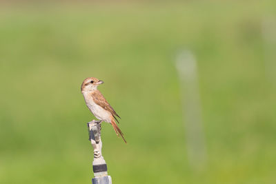 Isabelline shrike or lanius isabellinus, perched on a pipe
