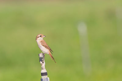 Close-up of bird perching