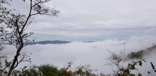 Low angle view of trees against sky