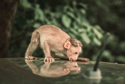 Figurine on tree by lake
